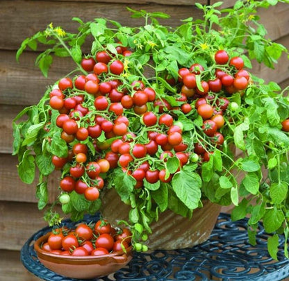 Dwarf Tomatoes Seeds | 🍅 Flat 50% Saving🍅