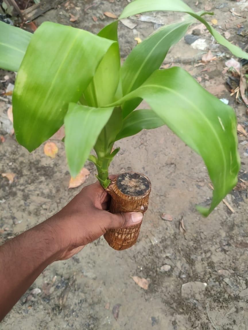 Big Size Lucky Brazil Wood Plant |🔥Buy 1 Get 1 Free🔥