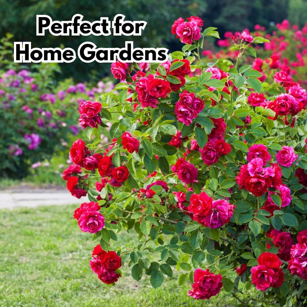 Elegant Climbing Rose Flower Seeds | 🔥Hybrid & Imported Quality🔥